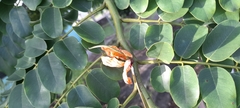 Cassia grandis