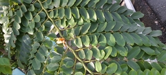 Cassia grandis