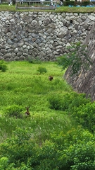 Cervus nippon centralis