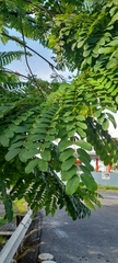 Cassia grandis
