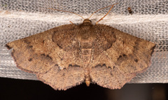 Metarranthis angularia