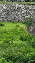 Cervus nippon centralis