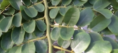 Cassia grandis