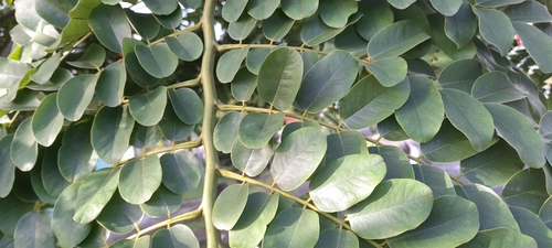Cassia javanica