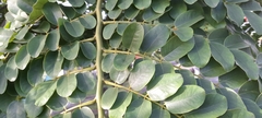 Cassia grandis