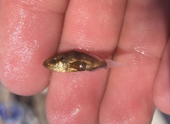 Atractoscion nobilis