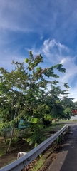 Cassia grandis