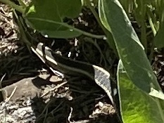 iNaturalist observation photo of Mountain Garter Snake