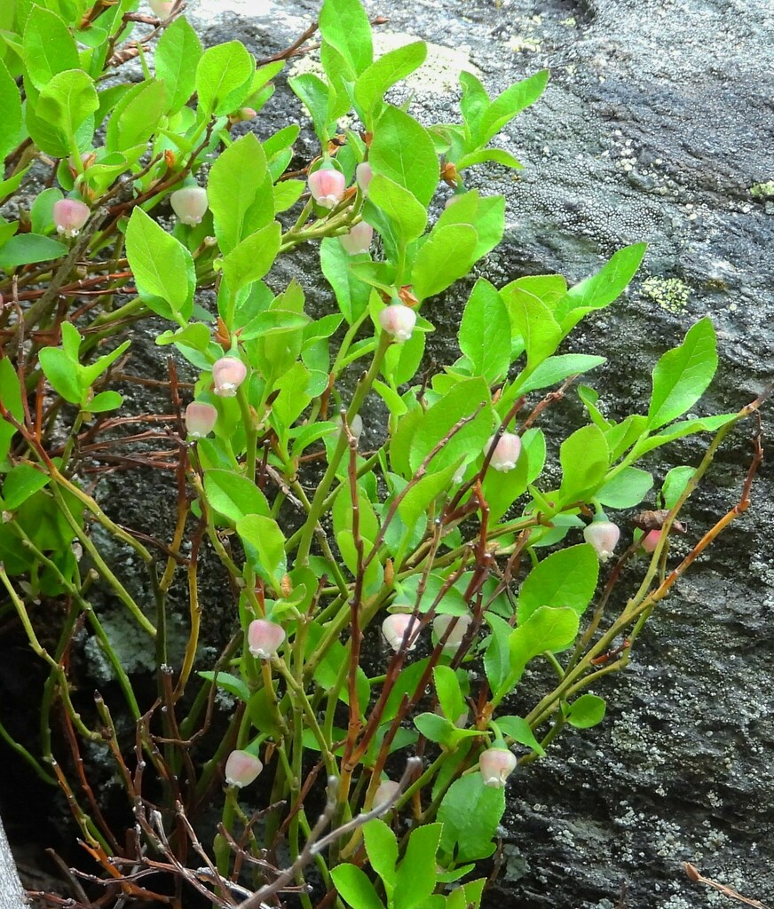 Grouse Whortleberry