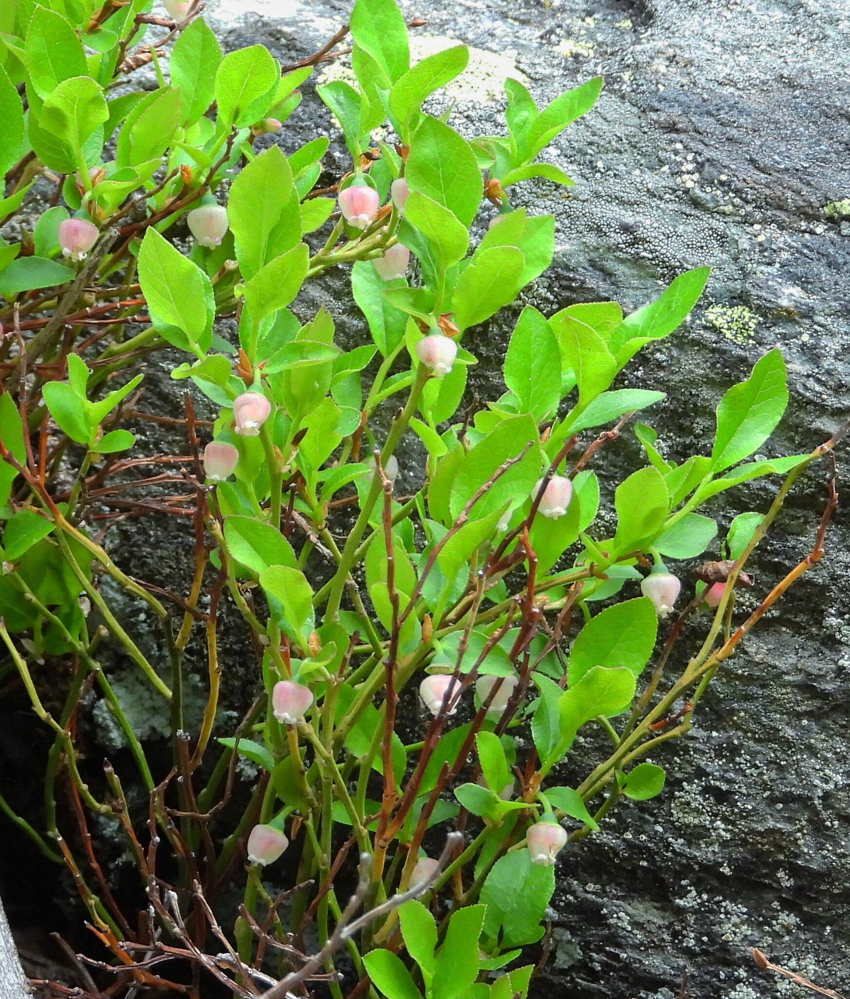Vaccinium scoparium
