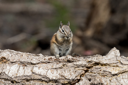 Uinta Chipmunk, Garfield County, UT, USA, photo 10 of 10