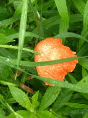 Papaver orientale