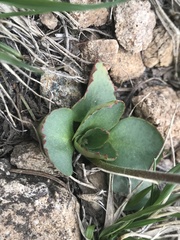 Micranthes rhomboidea