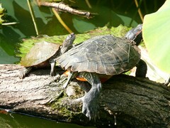 Graptemys pseudogeographica