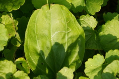 Phytomyza plantaginis