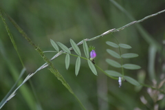 Vicia sativa