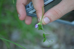 Vicia sativa