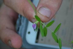 Vicia sativa
