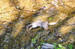 Peromyscus gambelii