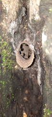 Nannotrigona perilampoides