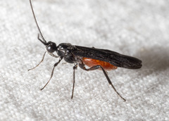 Atanycolus cappaerti