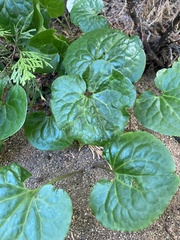 Asarum lemmonii
