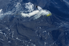 Isurus paucus