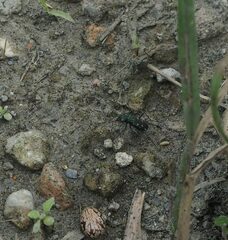 Cylindera kaleea angulimaculata
