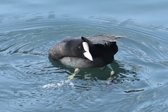 Fulica atra