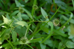 Geum canadense texanum