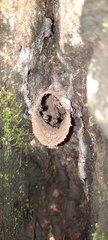 Nannotrigona perilampoides