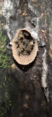 Nannotrigona perilampoides