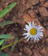 Erigeron vetensis