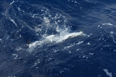 Isurus paucus