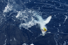 Isurus paucus