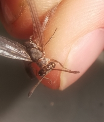 Myrmeleon inconspicuus