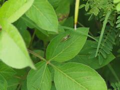 Homoeoxipha lycoides