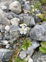 Primula mistassinica