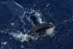 Isurus paucus