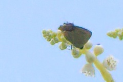 Chlorostrymon maesites