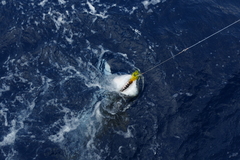 Isurus paucus