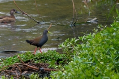 Pardirallus nigricans