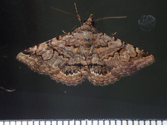 Toxonprucha repentis