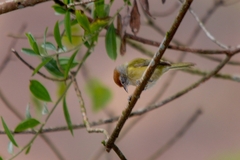 Hylophilus amaurocephalus