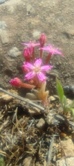 Pistorinia hispanica