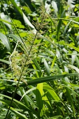 Setaria sulcata