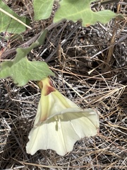 Calystegia occidentalis occidentalis