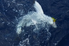 Isurus paucus