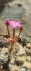 Pistorinia hispanica