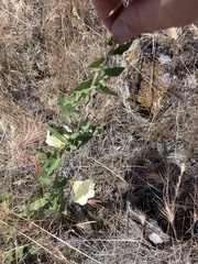 Calystegia occidentalis occidentalis